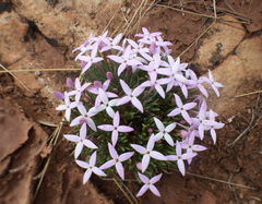 Houstonia rubra