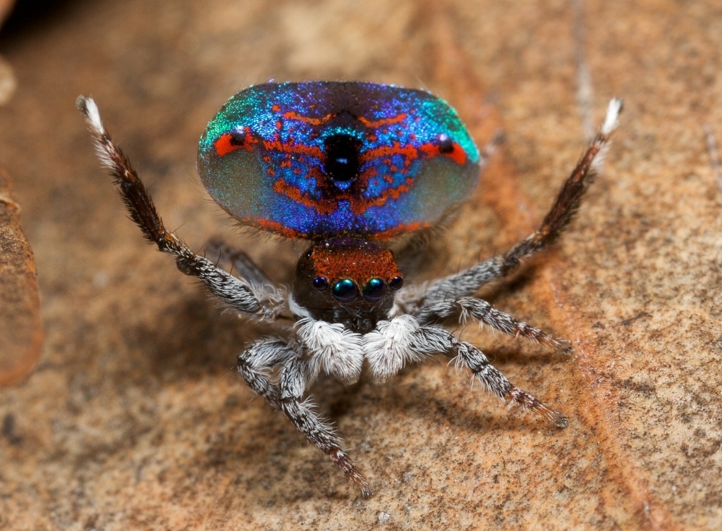Banksia Peacock Spider