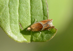 Ancylis obtusana