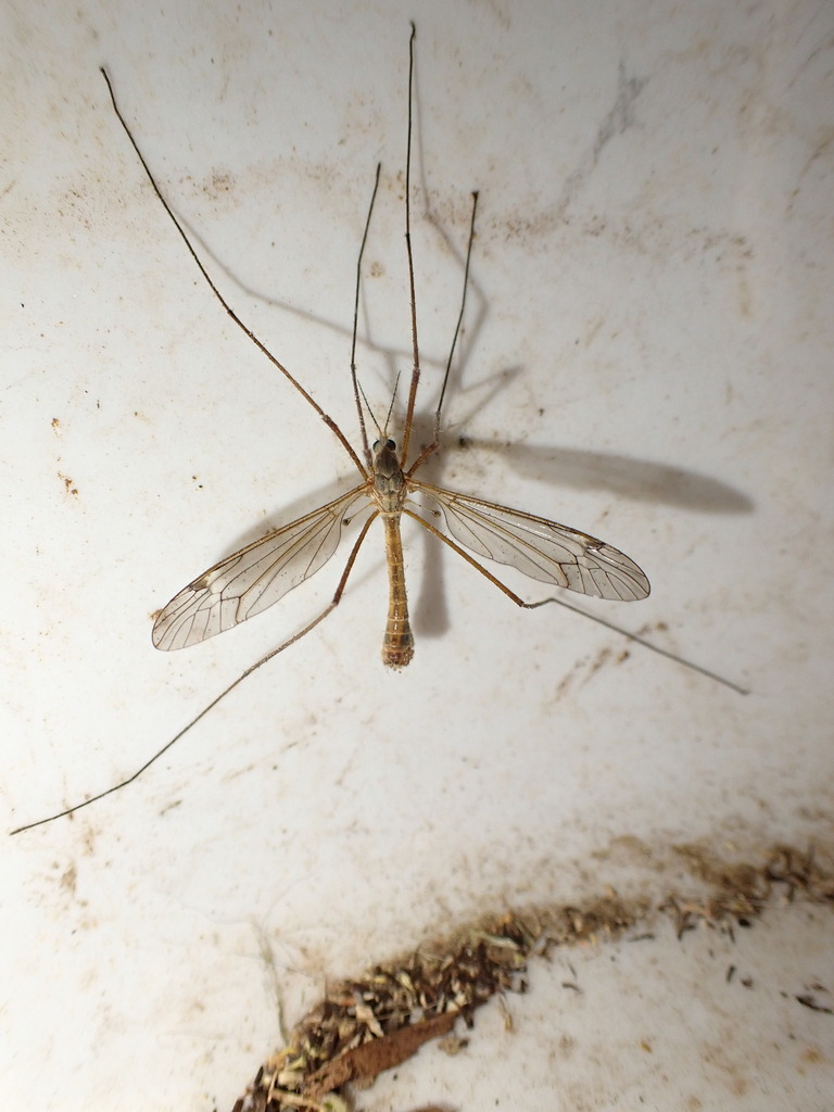 Tipula acuta