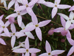 Houstonia rubra