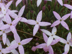 Houstonia rubra