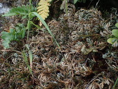 Selaginella oregana