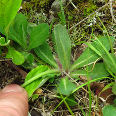Pilosella flagellaris