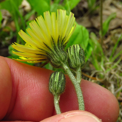 Pilosella flagellaris