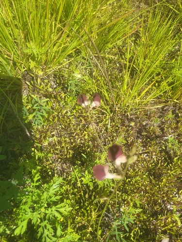 Macroptilium atropurpureum iNat (3)