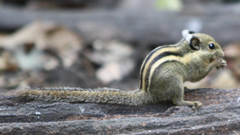 Tamiops mcclellandii