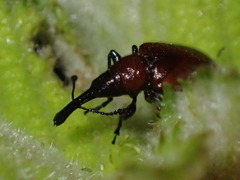 Merhynchites wickhami