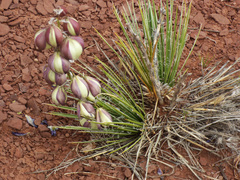 Yucca baileyi