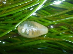 Leptosynapta albicans