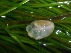 Leptosynapta albicans