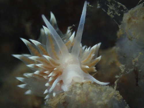 Amphorina linensis