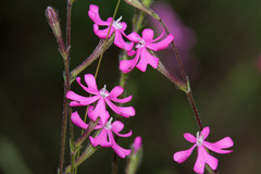 Silene