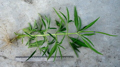 Stachytarpheta angustifolia