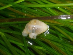 Leptosynapta albicans