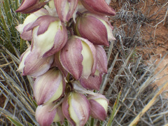 Yucca baileyi