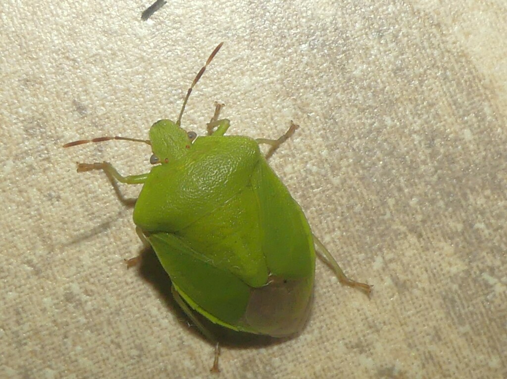 Aesula