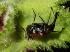 Merhynchites wickhami