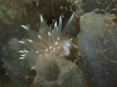 Amphorina linensis