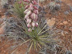 Yucca baileyi