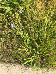 Sisyrinchium montanum