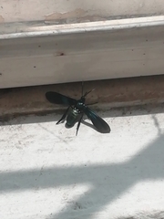 Macrocneme chrysitis