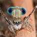 Tasmanian Peacock Spider - Photo (c) Jurgen Otto, some rights reserved (CC BY-NC-ND)