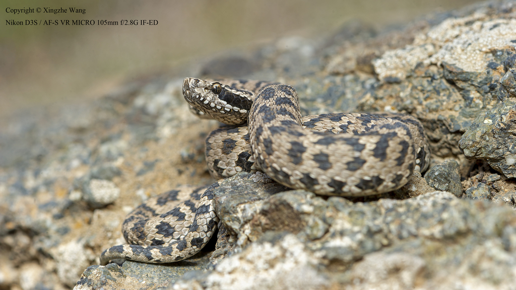 Alashan Pitviper