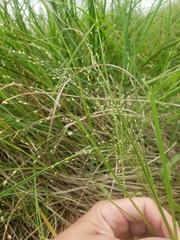 Panicum dichotomiflorum dichotomiflorum