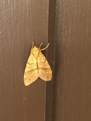 Lophocampa annulosa