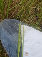 Panicum dichotomiflorum dichotomiflorum