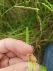 Panicum dichotomiflorum dichotomiflorum