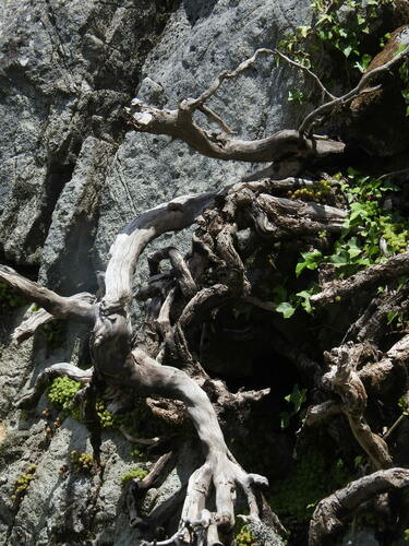 Image of Hedera iberica by (c) Duarte Frade, some rights reserved (CC BY)