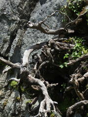 Hedera iberica, photograph (c) Duarte Frade, some rights reserved (CC BY)