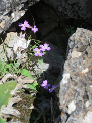 Ricotia cretica