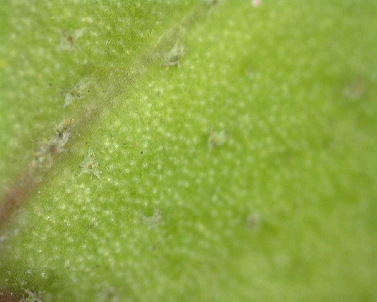 Image of Hedera iberica by (c) Duarte Frade, some rights reserved (CC BY)