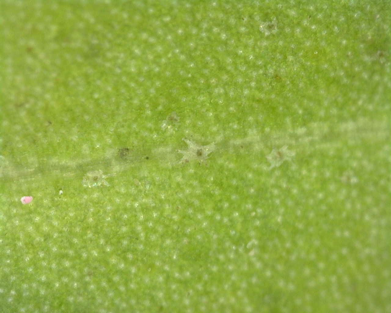 Image of Hedera iberica by (c) Duarte Frade, some rights reserved (CC BY)