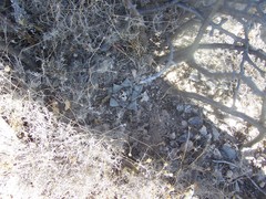 Ariocarpus retusus retusus