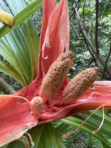 Freycinetia arborea