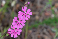 Silene