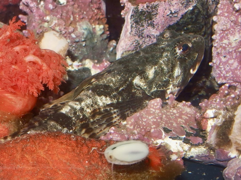 Arctic staghorn sculpin