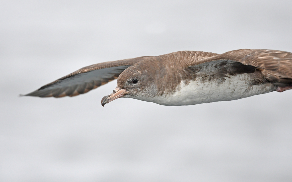 Pink-footed Shearwater
