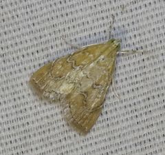 Glaphyria sesquistrialis