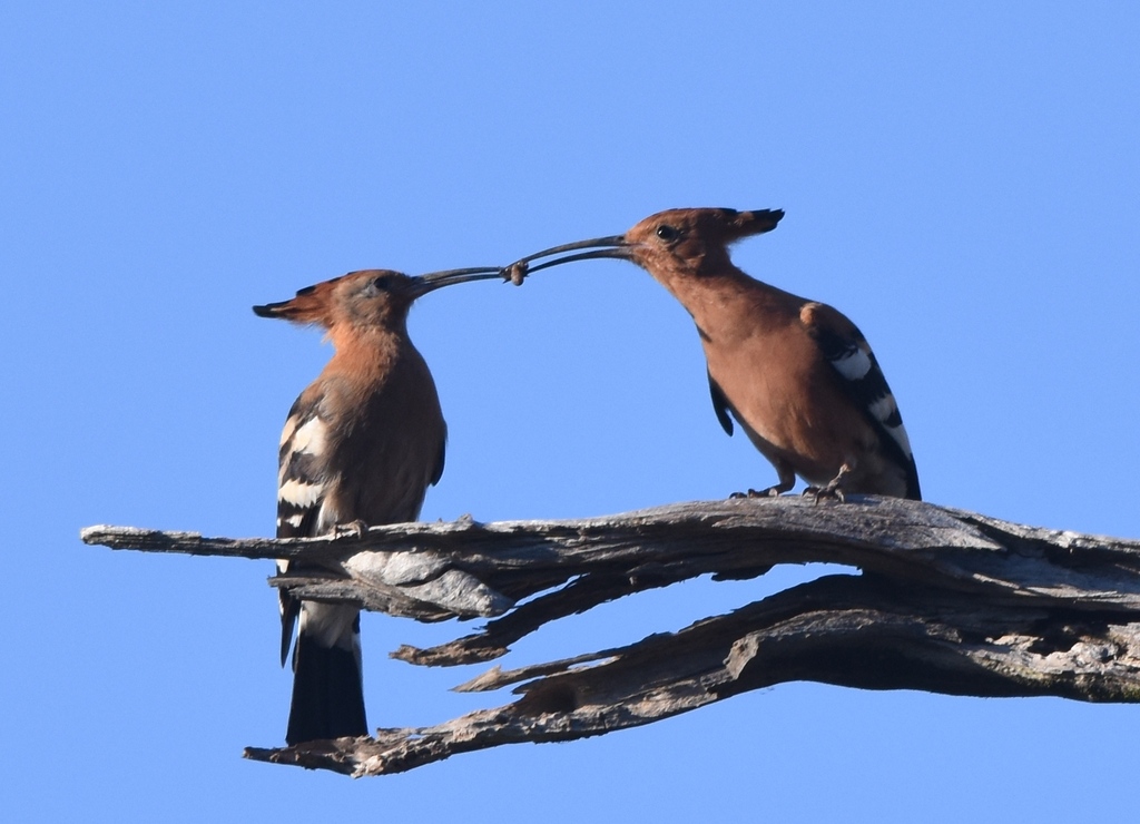 African Hoopoe from Tygerberg Nature Reserve, 27 Totius St, Welgemoed ...