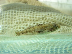 Twinbar Goby photo 3
