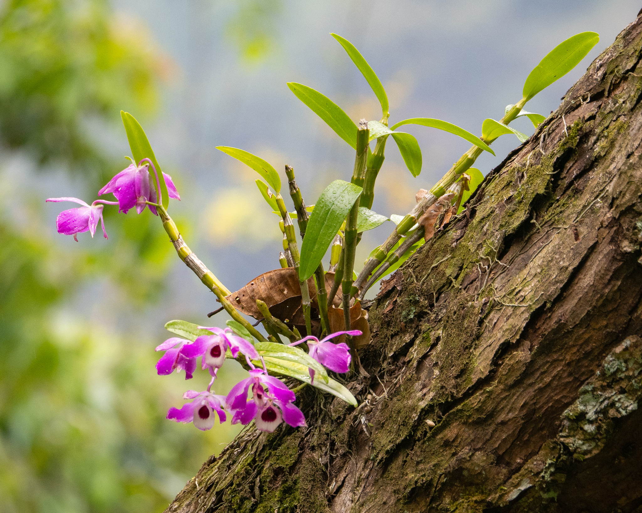 Imagem de Orquídea bambu