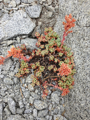 Sedum obtusatum