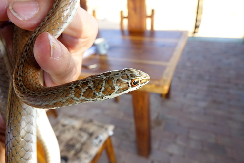 Leopard Grass Snake