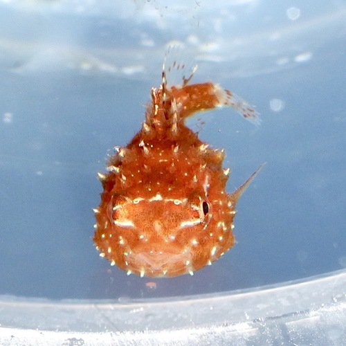 Stekelige snotdolf (Eumicrotremus spinosus) — Cyclopteridae — 4