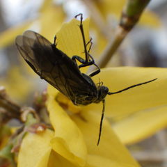 Dolerus nitens